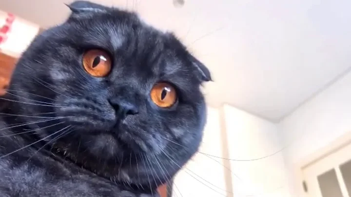 Watch the video about Black scottish fold amazingly beautiful cat.