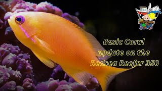 My First Impression of the Reefer and the Redsea ReefWave 40