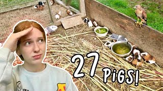 RESCUING 27 GUINEA PIGS LIVING OUTSIDE!