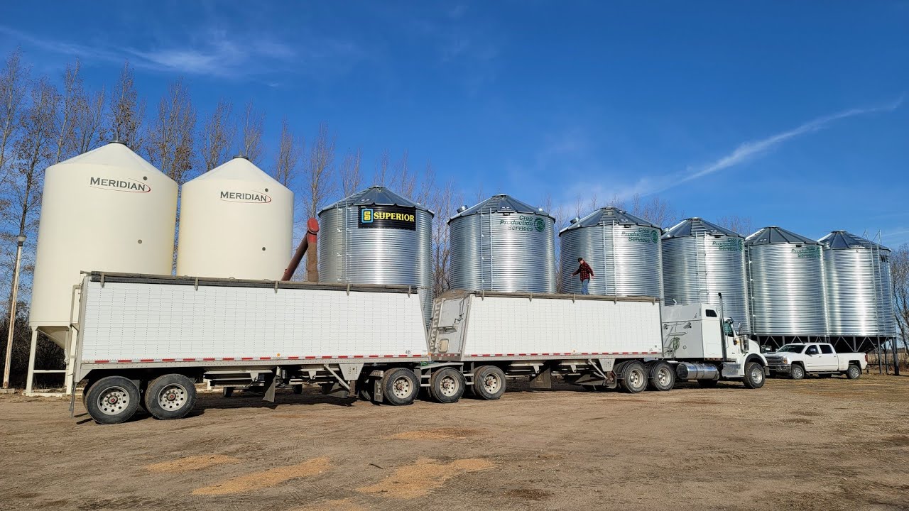 Hauling home lentils