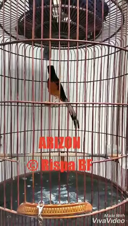 Murai Jambi, apa bener gayanya spt ini ?....