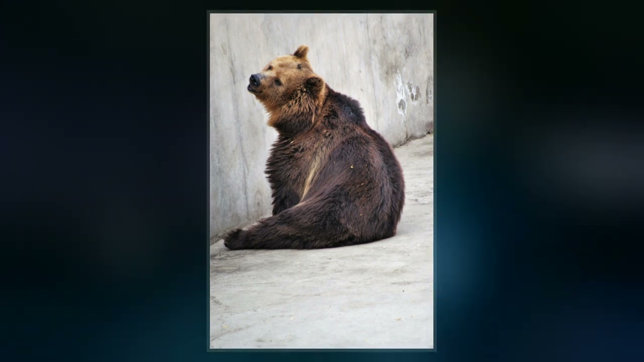 Ussuri brown bear - Wikipedia