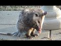 Baby Possum