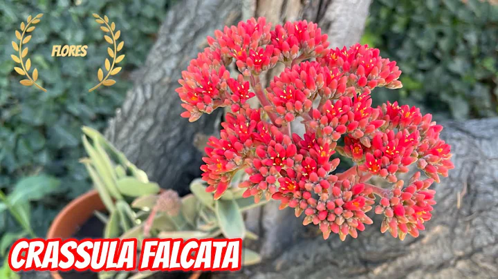 CRASSULA FALCATA | Flores  (Aleta de Tiburn) + TIPS