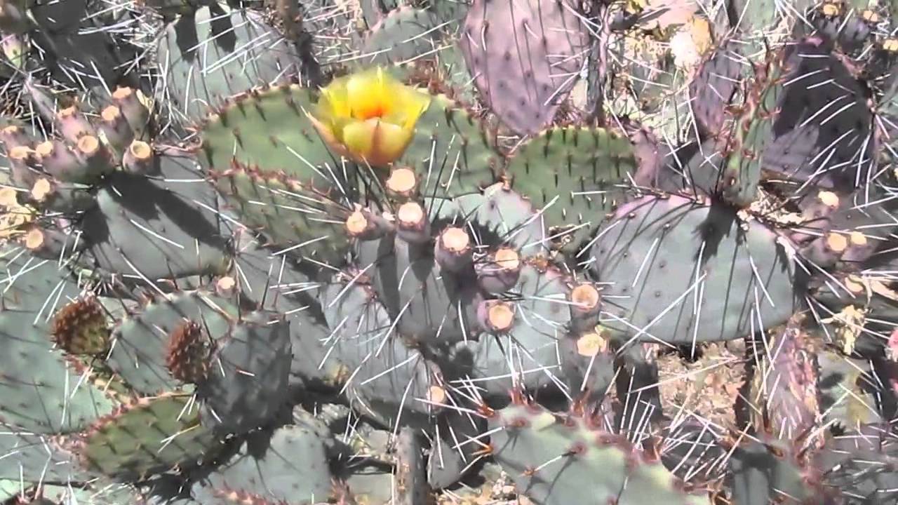 Plant traveller:  Opuntia Macrocentra  