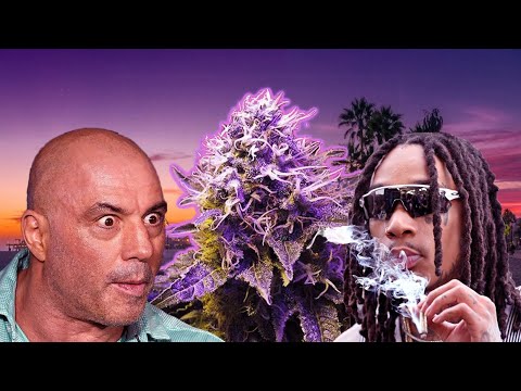 Wiz Khalifa и Joe Rogan о марихуане