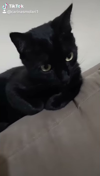 Como chamar atenção de um Gato?