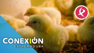 Los pollitos, otra de las estrellas de la Feria de Zafra | Conexión Extremadura