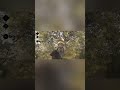 They didn't know I was there. #huntshowdown1896