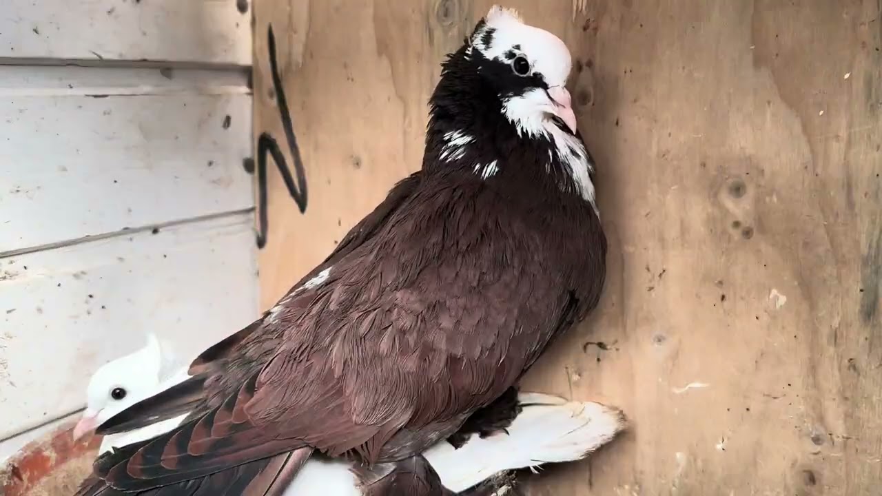 الأحمر العراقي في اوربا احلى المتابعين  صورنالكم الطبكات والتفقيس الجديد  🌹😘