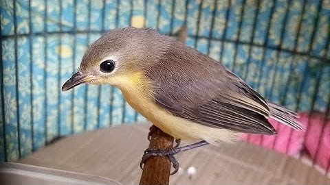Suara Burung Remetuk Laut Gacor Sebagai Masteran Ngerol Nyuling Atau PIKAT SIUR Liar Sangat Ampuh