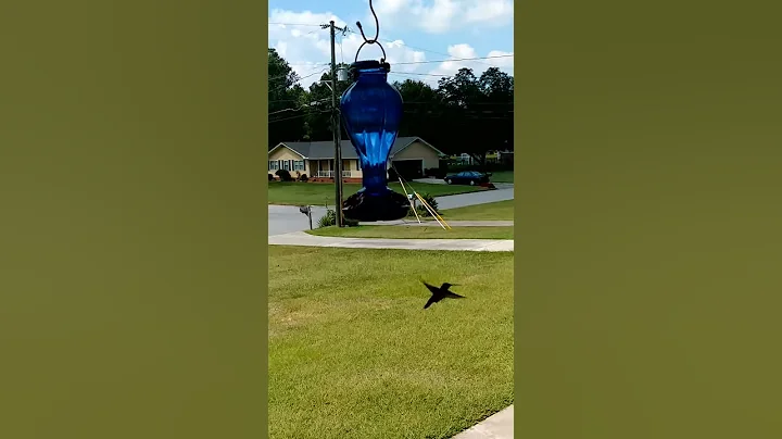 Hummingbird fun(6)