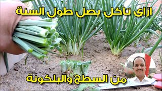 زراعة البصل فى البيت || مجانا