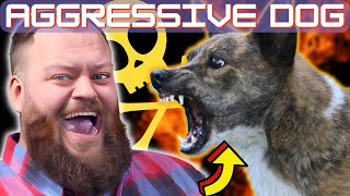 How To Stop Your Dog Being Aggressive