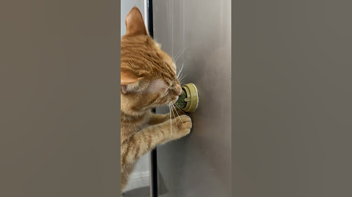 Cats Go Crazy for These Catnip Toys! #cat #catlovers