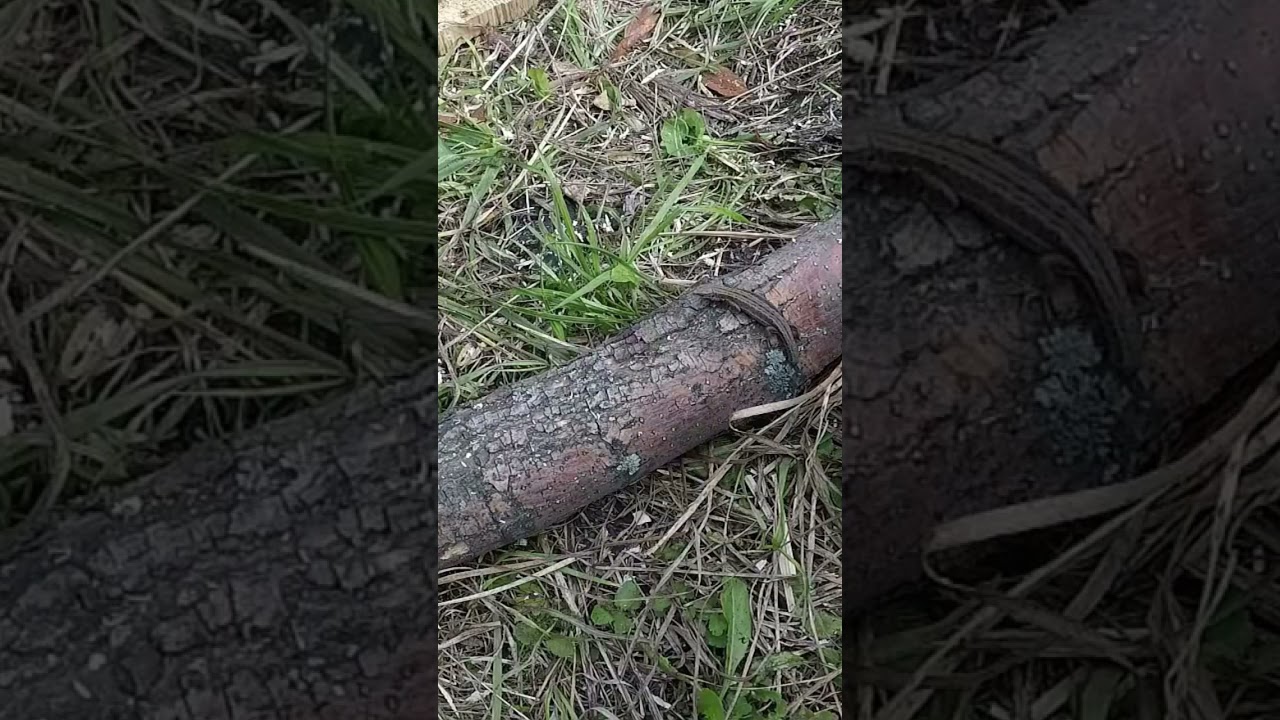 A log cabin built by one man moving heavy logs 4 
