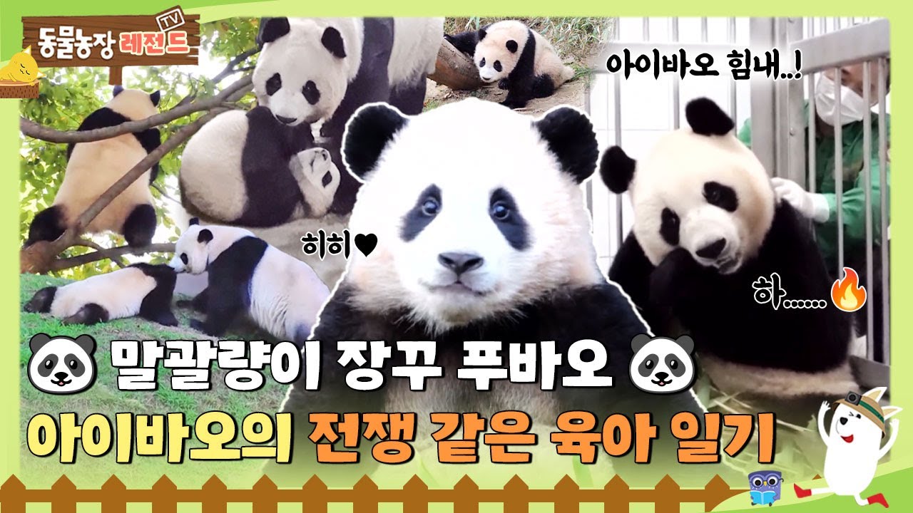 [TV 동물농장 레전드] 🐼말괄량이 장꾸 푸바오🐼 ‘아이바오’의 전쟁 같은 육아 일기🔥 #TV동물농장 #AnimalFarm #SBSstory