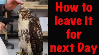 What If You Cant Finish The Work Today? Red Tailed Hawk Art Of Taxidermy