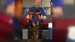TSA finds 20 pound lobster in luggage