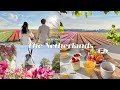 Dream trip to spring netherlands  tulip field in full bloom sightseeing cycling