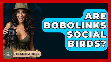 Are Bobolinks Social Birds? - Bird Watching Diaries