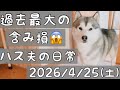 【含み損60万超😵‍💫/ハス夫の日常】下がり続ける保有株😭/ハス夫の日常