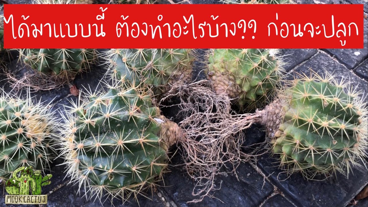 ขั้นตอนการเตรียมไม้ที่มาแบบเปลือยรากก่อนลงปลูก | How to take care of bare root cactus | MookCactus