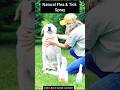 Natural Flea & Tick Spray for Dogs 🐶 | Safe, Effective & Chemical-Free Protection | #shorts #pets