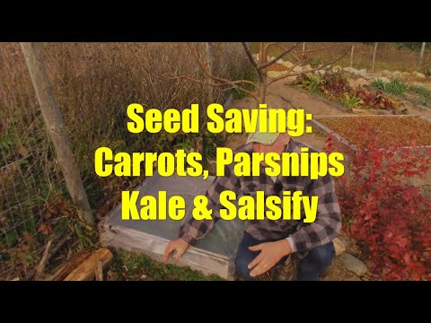 Saving Seeds from Biennial Plants