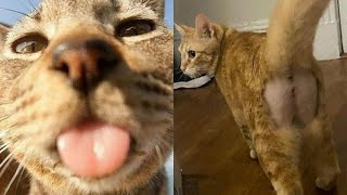 картинка: 🤣 Вам ОБЯЗАТЕЛЬНО нужно это посмотреть! Лучшие смешные моменты недели с кошками!