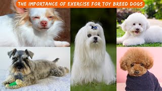 Importance of Exercise for Toy Breed Dogs| V133 | Dogs | Dog | Dog Videos | Cute Dog | Dog As Pet