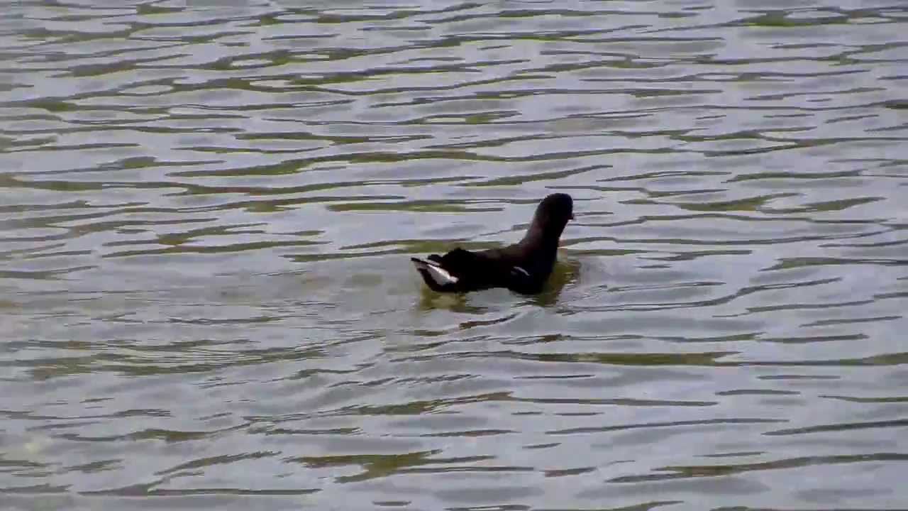 Coot (UK Water Birds)