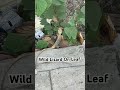 Wild Lizard On Leaf In It Park