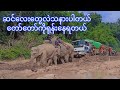 ဆင်လေးတွေလဲသနားစရာ အတော်ရုန်းနေရတယ် ကားကဝိတ်တွေနဲ့ဆိုတော့