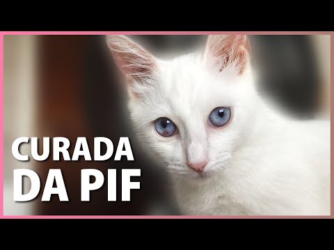 Vídeo: O que seu gato realmente pensa de você