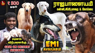 தமிழ்நாட்டின் ராஜ படையினர் Our Native Breed Rajapalayam, Kanni, Chippipaarai, Kombai  Dog Kennel