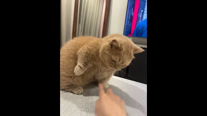 Video 11194721: cat meowing compilation funny, cats meow funniest, kitten laugh