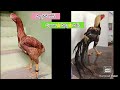Parrot Beak Long Tail Hens | Video 2511 | Rythu Market 2