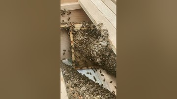 Beekeeper for a week! The first hive check