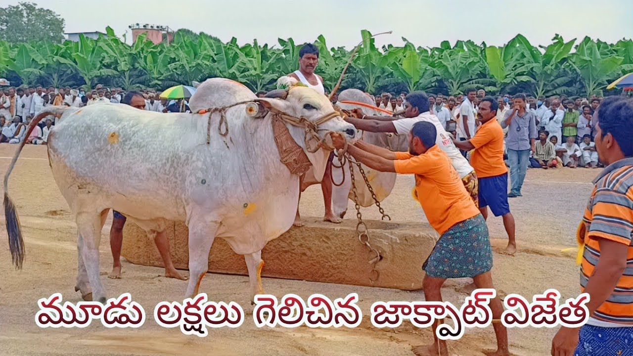 శ్రీ కొండయ్య స్వామి జాక్పాట్ పందెంలో.ప్రథమ బహుమతి విజేత,శ్రీ తల్లపురెడ్డి ప్రవీణ్ కుమార్ రెడ్డి గారు