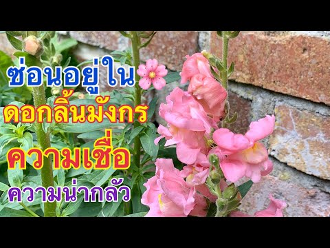 วีดีโอ: สแนปดราก้อนในแปลงดอกไม้