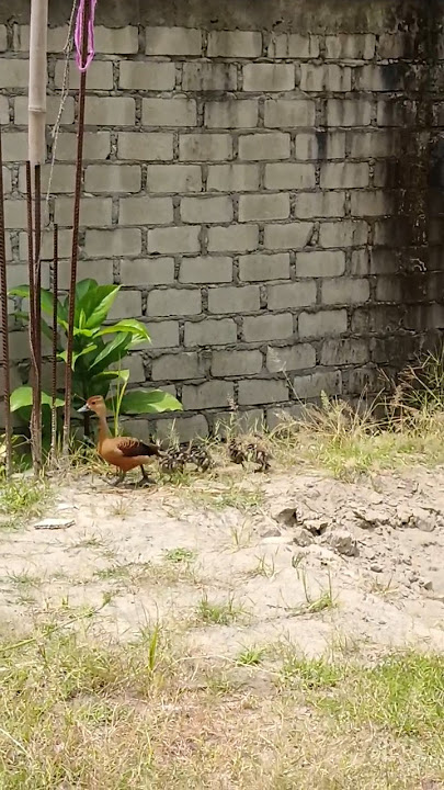 hagrani hangsw silari pwidg jwgnao nyaonw gitara 🥰