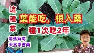 這種菜，葉能吃，根入藥，種1次吃2年，清熱解毒，天然感冒藥，能過冬 How to Grow Banlangen /Mars Hydro TS 3000