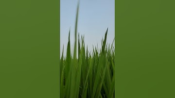 Thumbnail of Oryza Sativa Trees🌲
