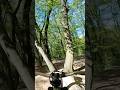 NEW MTB TRAIL | JUMP BETWEEN TREES #shorts