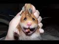 #hamster#hamster running #shorts#youtubeshort