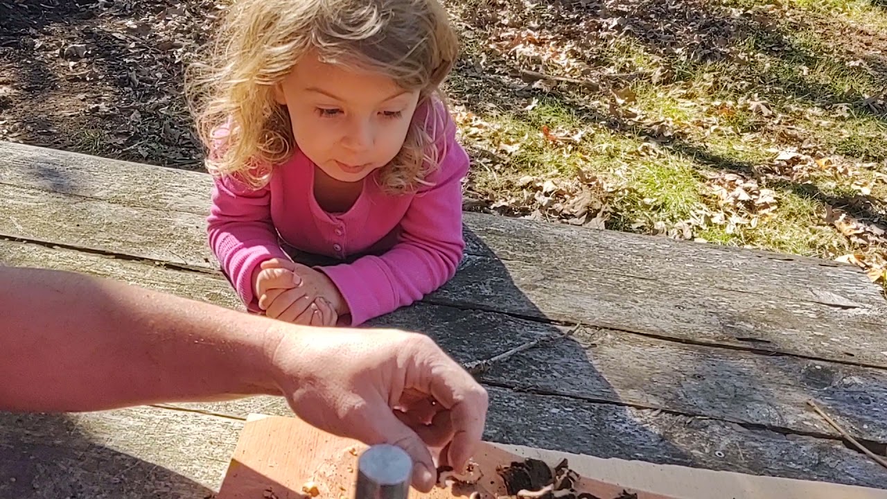 Cracking Black Walnuts With The King Kracker Nut Cracker