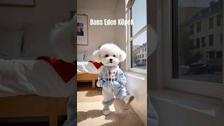 Dans Eden Köpek