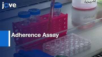 Adherence Assay in Pneumococcal Colonization for Probiotics Estimation | Protocol Preview