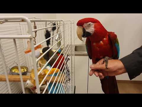 Video: Hvordan Trene En Papegøye Til å Svømme